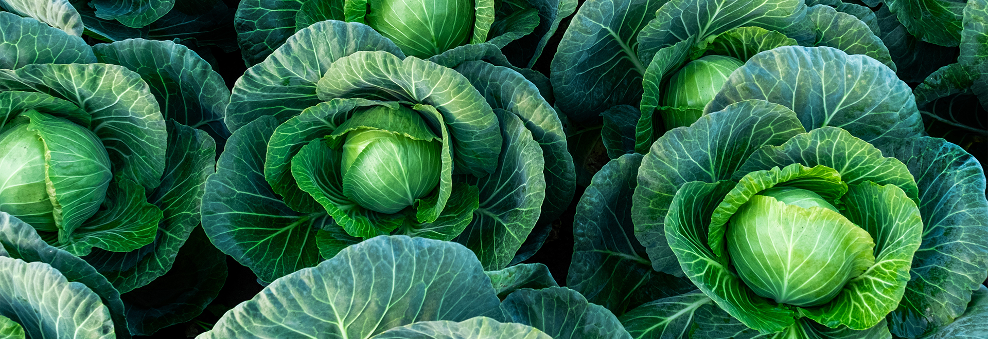benefits-of-cabbage-on-anti-cancer