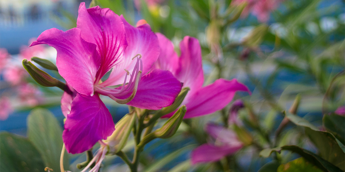 guide-to-flower-viewing-in-hong-kong-bauhinia
