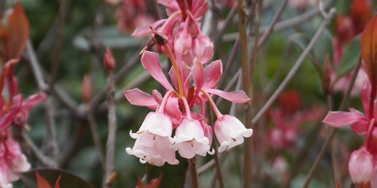 guide-to-flower-viewing-in-hong-kong-enkianthus-quinqueflorus
