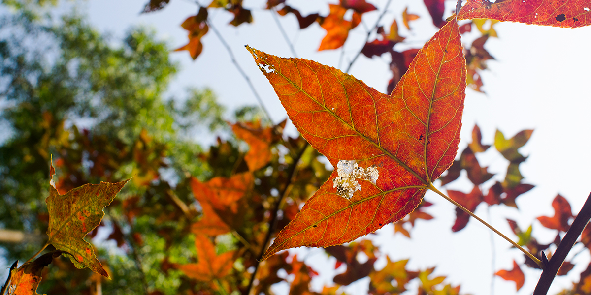 guide-to-flower-viewing-in-hong-kong-red-leaves