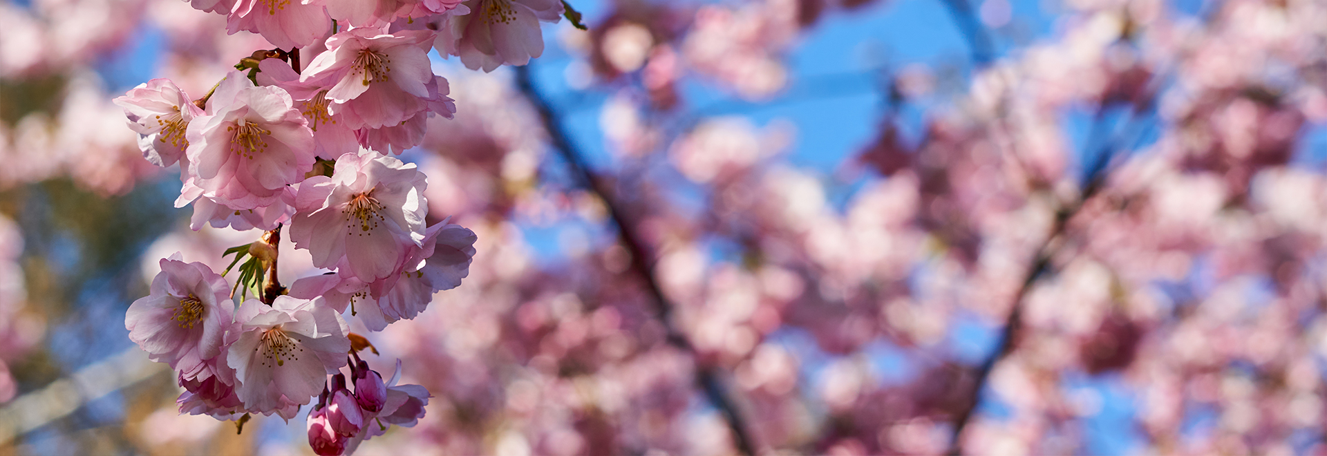 guide-to-flower-viewing-in-hong-kong