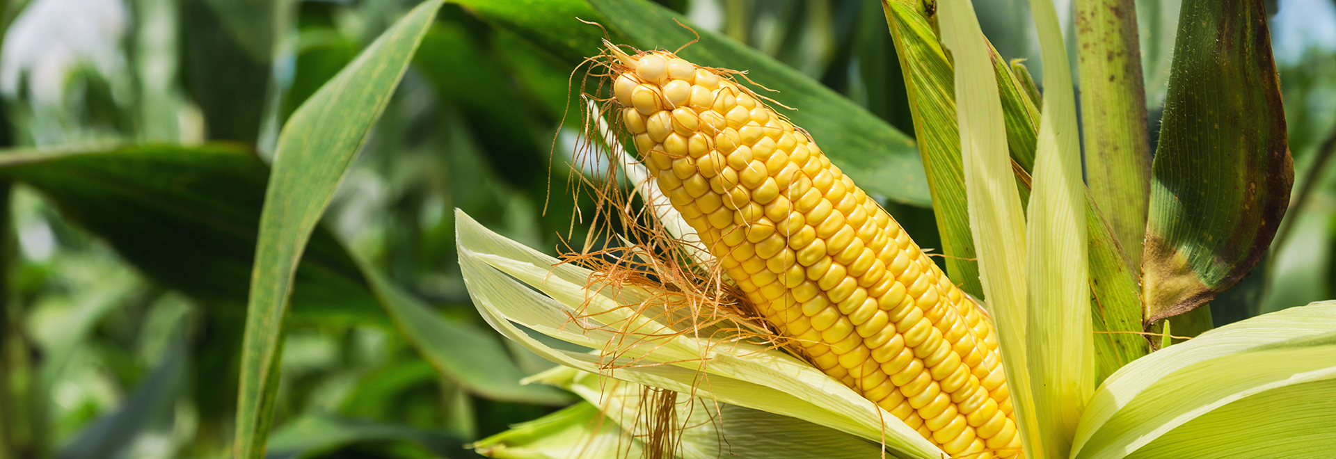 health-benefits-of-corn