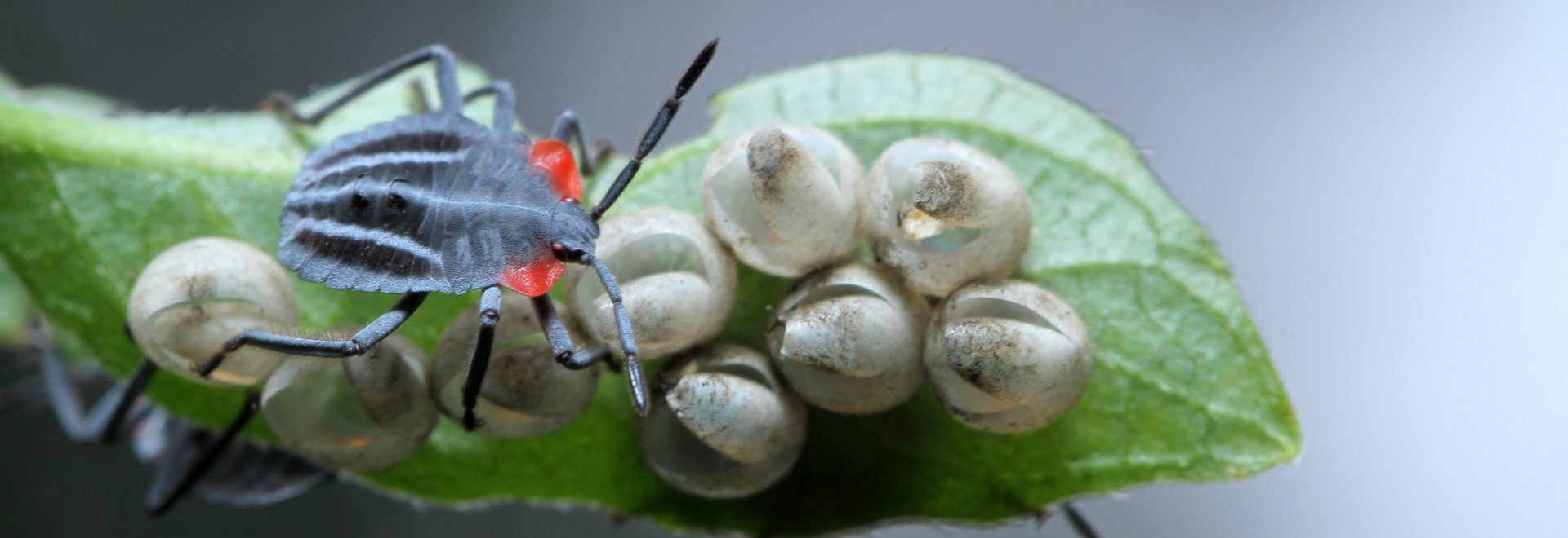 how-to-prevent-and-get-rid-of-stink-bugs