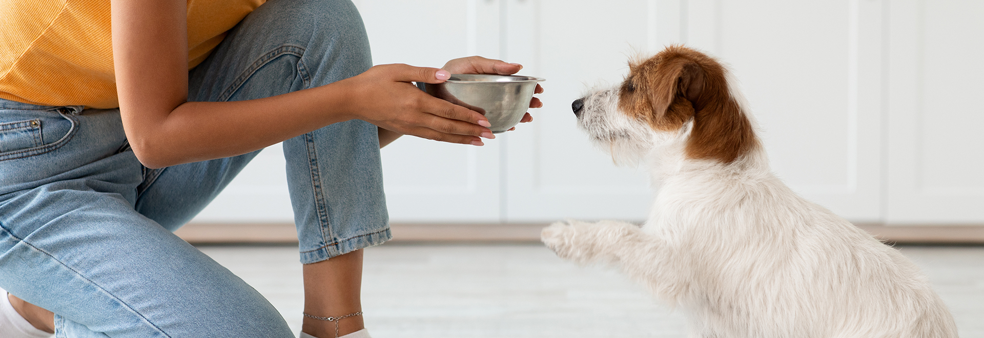 pet-sitter-service-price-in-hong-kong-things-to-know