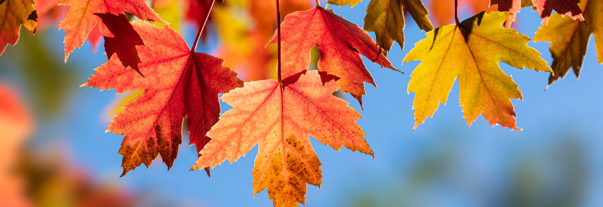 tai-tong-red-leaves