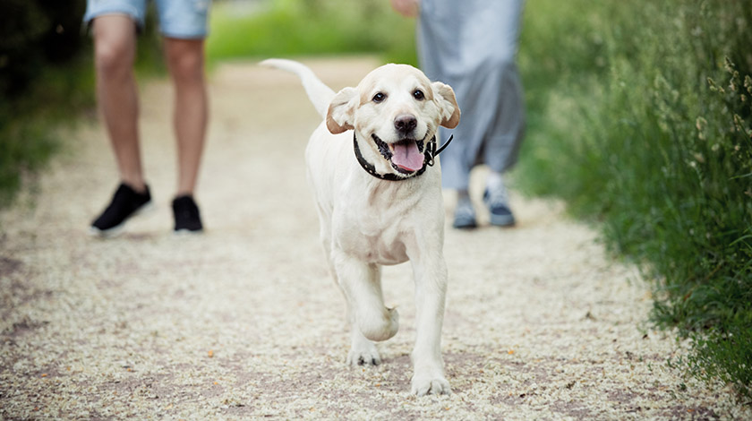 Walking as an Exercise