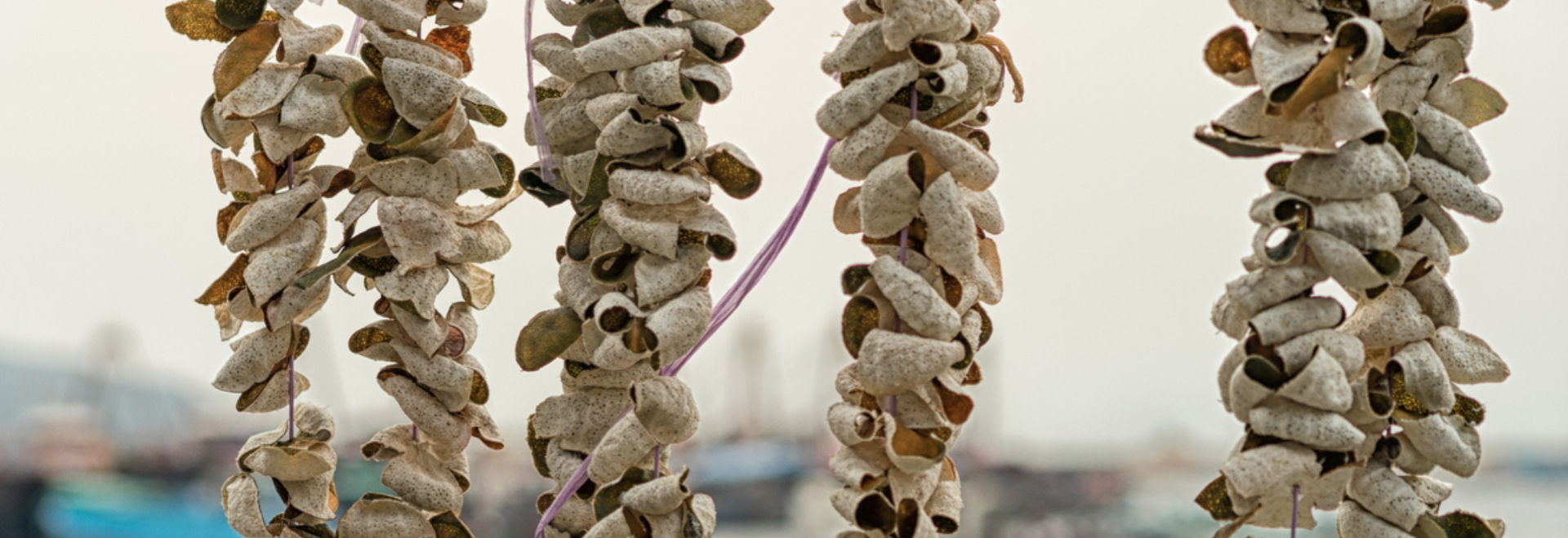 chenpi-benefits-side-effects-recipes
