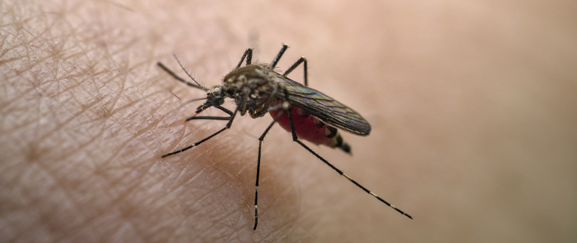 chikungunya-symptoms-and-mosquito-prevention-tips