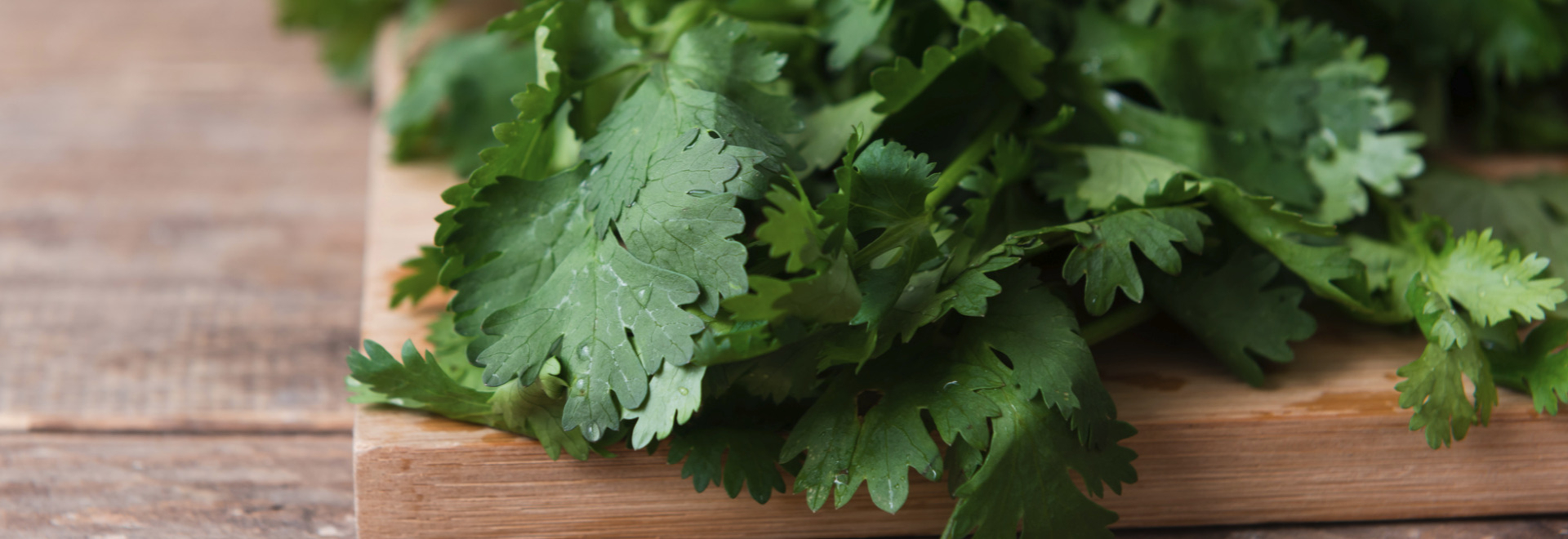 coriander-health-benefits-recipes