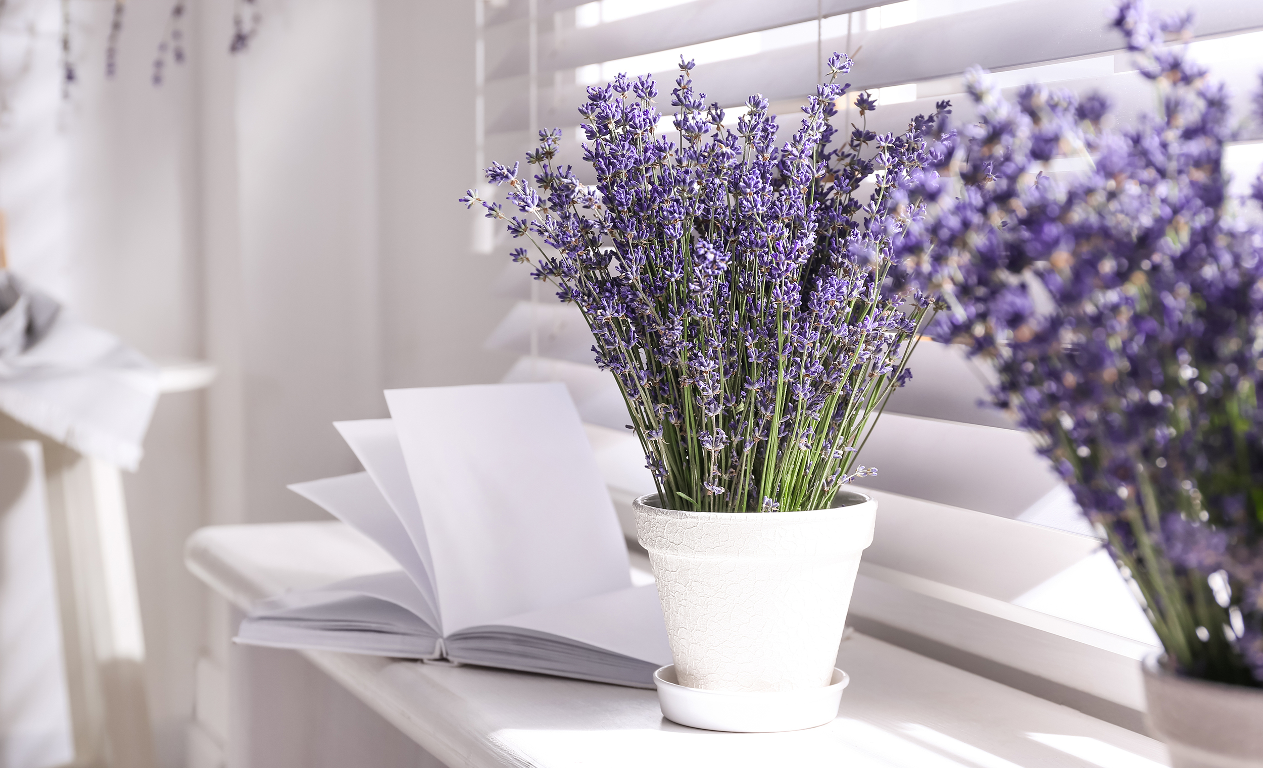 How to Get Rid of Mosquitoes and Stop Mosquitoes Breeding