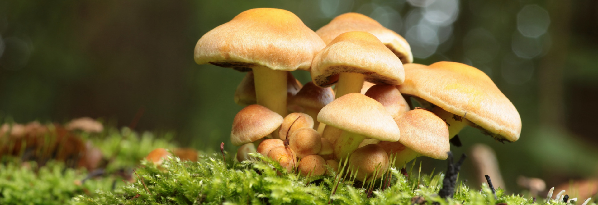 mushroom-poisoning-symptoms-treatment