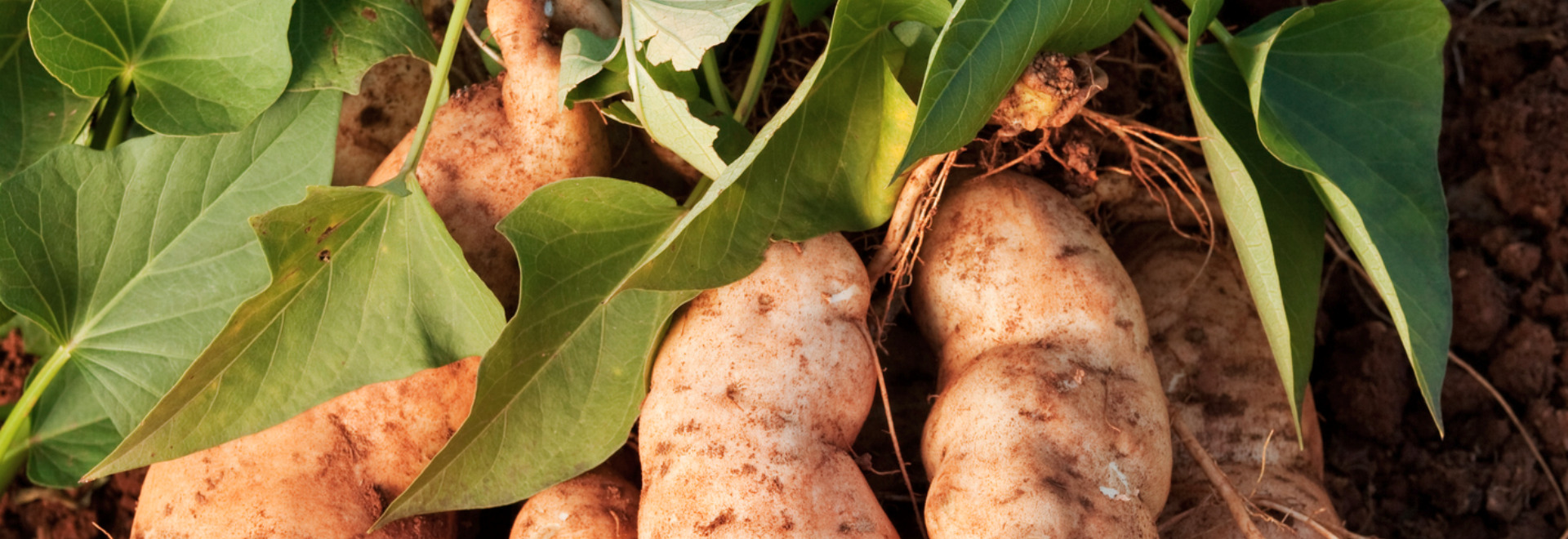 nutritional-values-of-sweet-potato-leaves-and-recipes